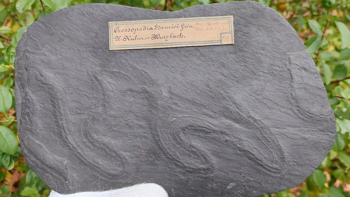Spurenfossil Dictyodora aus Wurzbach