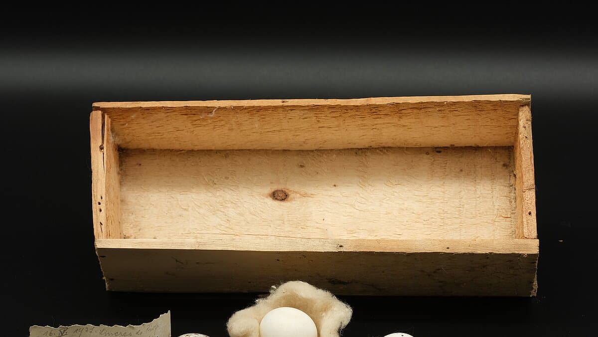 . © Stadt Gera / Museum für Naturkunde (Fotograf: René Köhler)