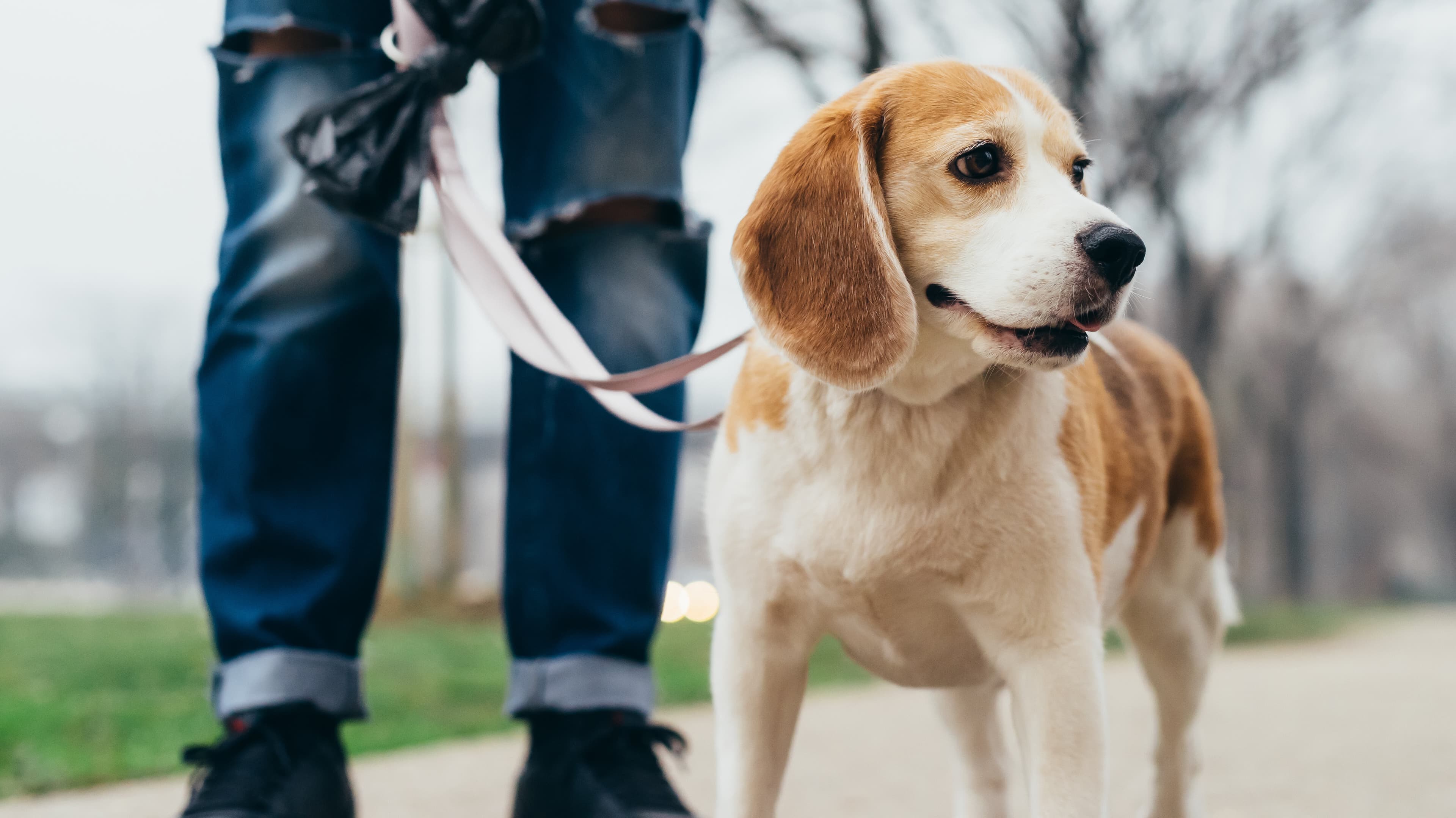 angeleinter Hund. © stock.adobe.com