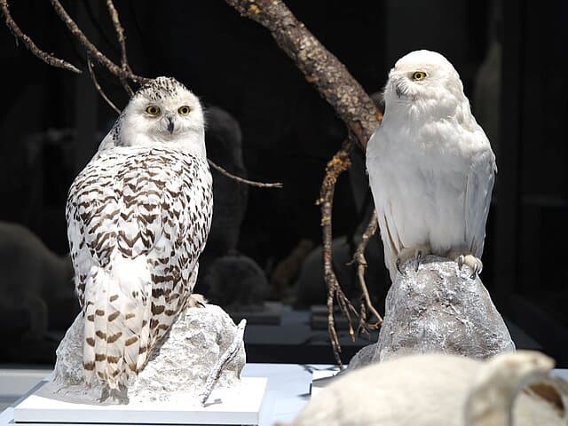 . © Stadt Gera / Museum für Naturkunde (Fotograf: Dr. Andreas Gerth)