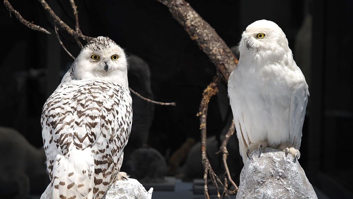 Die Schneeeule (Bubo scandiacus) jagt auch während der Polarnacht (Sammlung Museum für Naturkunde Gera). © Stadt Gera / Museum für Naturkunde (Fotograf: Dr. Andreas Gerth)
