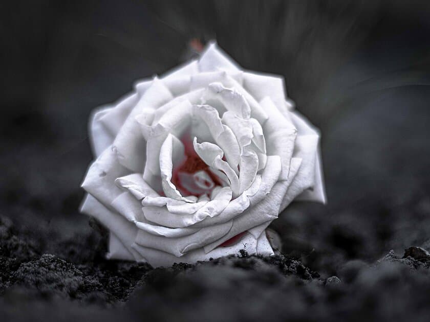 weiße Rose, schwarz weißes Foto. © pixabay