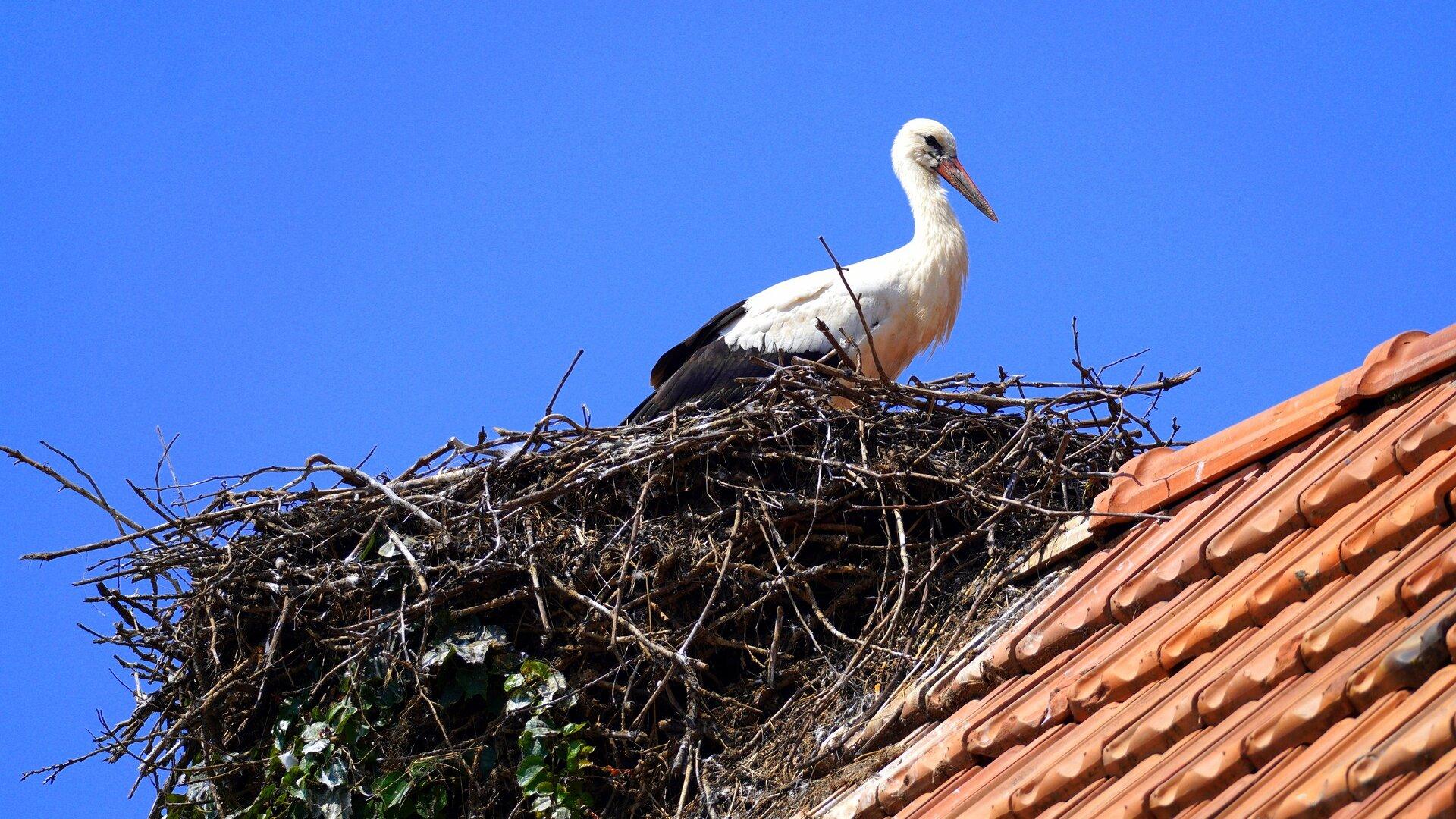 Ein Storch sitzt im Nest. © Pixabay