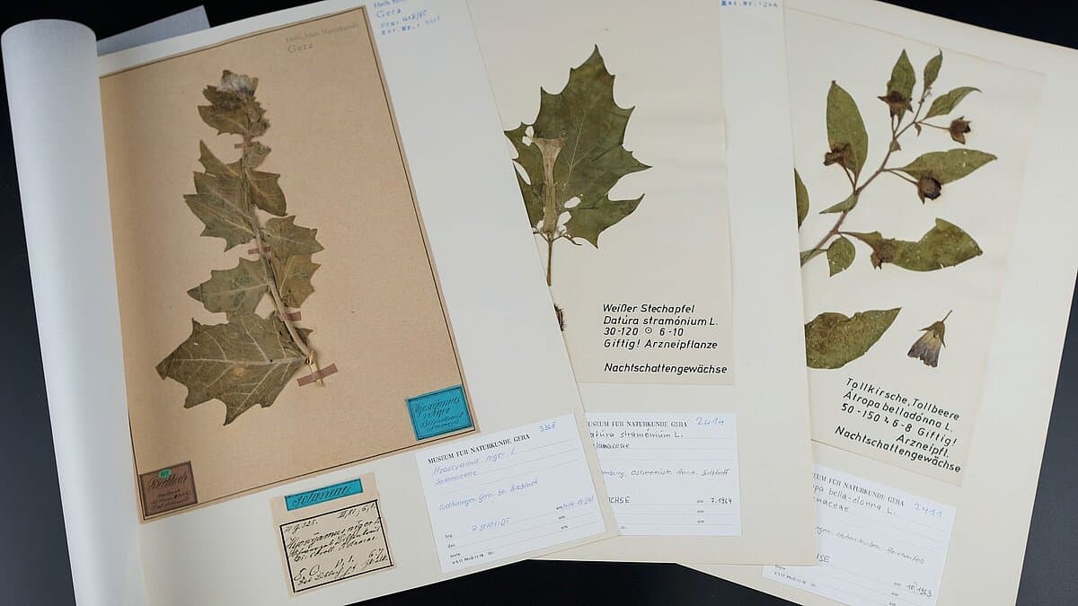 . © Stadt Gera / Museum für Naturkunde (Fotograf: Dr. Andreas Gerth)