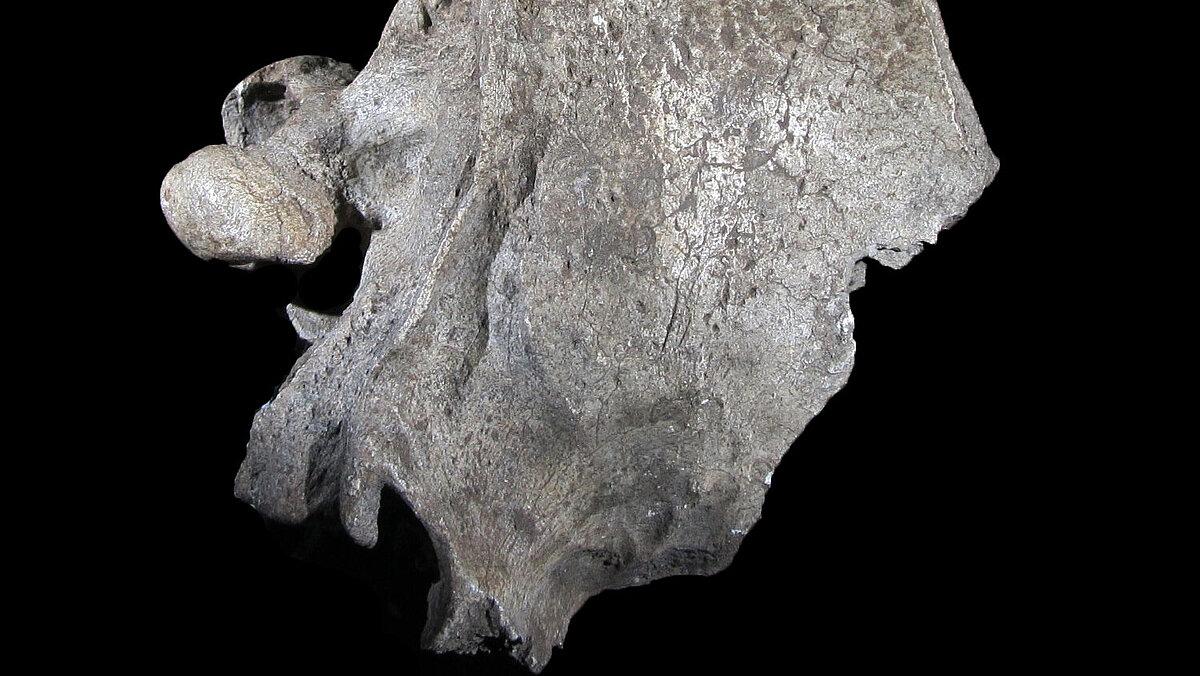 Abbildung eines Fossils einer Höhlenhyäne. © Stadt Gera